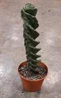 8" Cactus Spiral